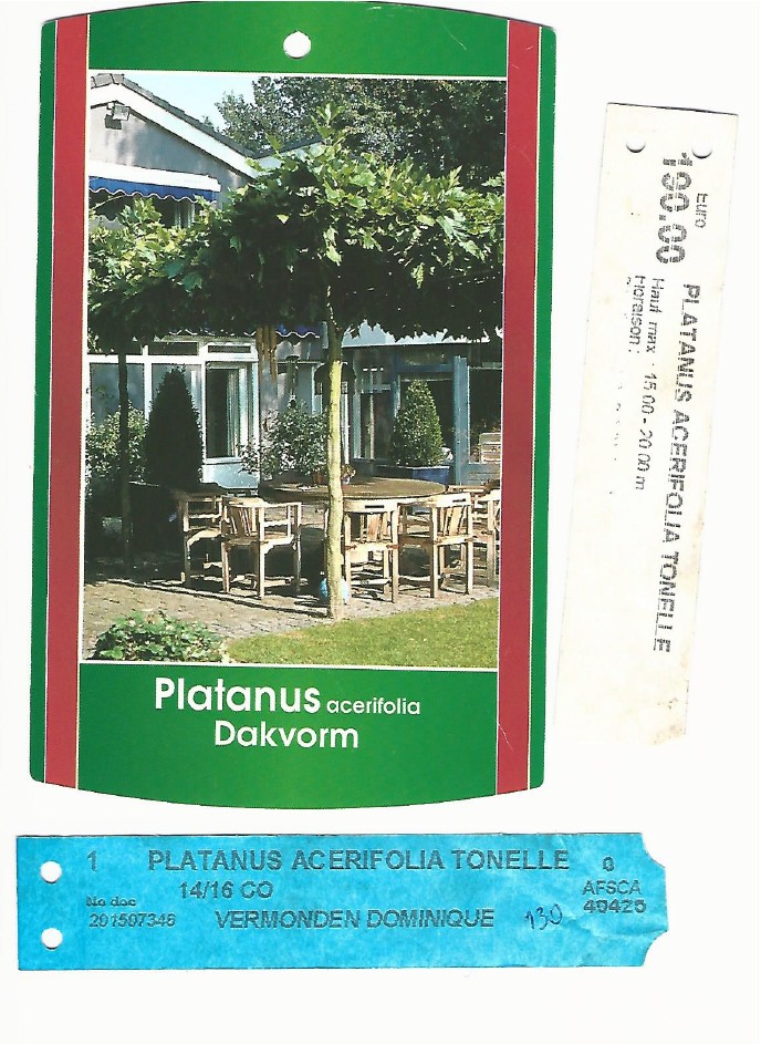 Platane 0001.jpg